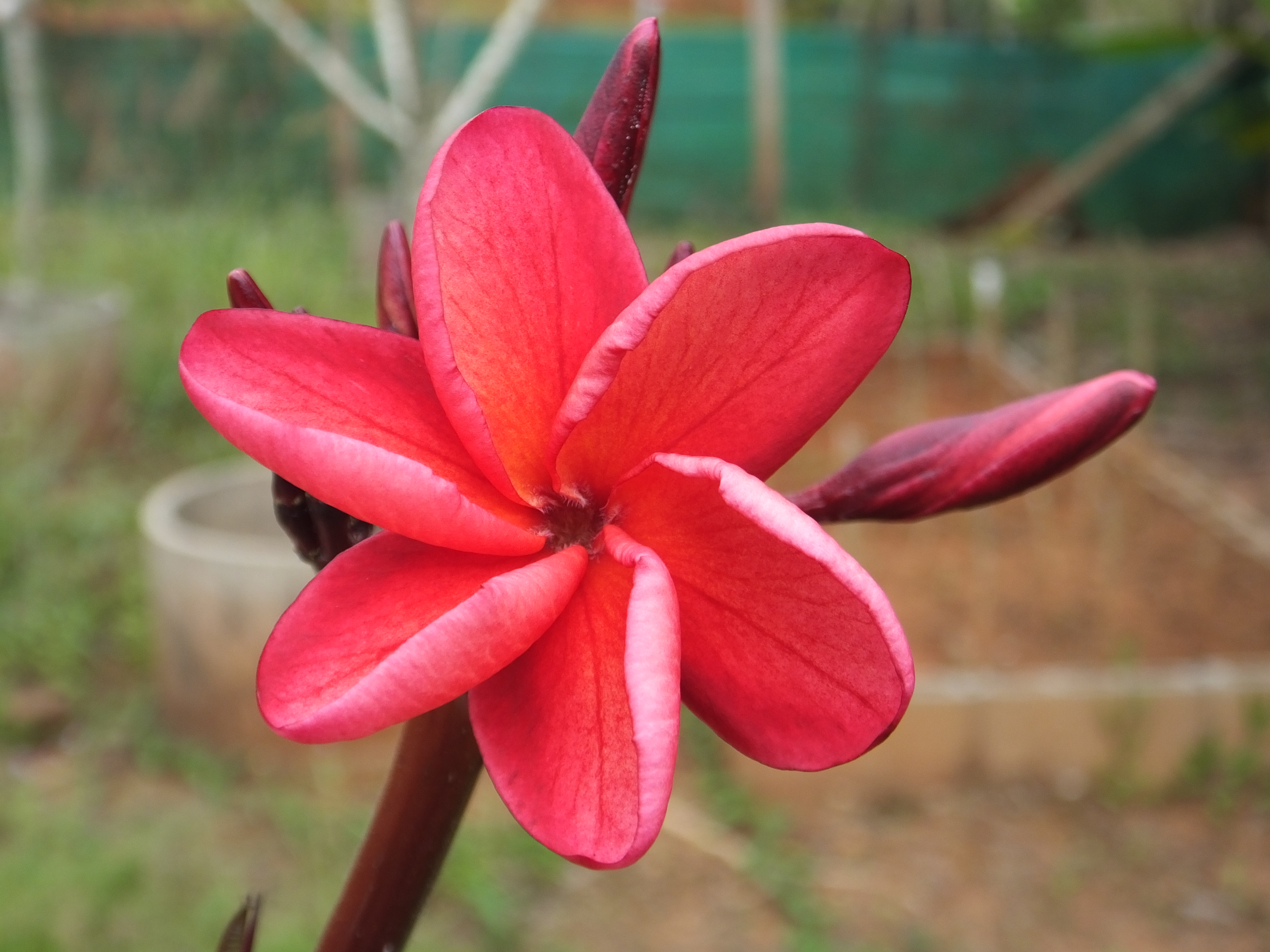 Cinnabar plumeria photo