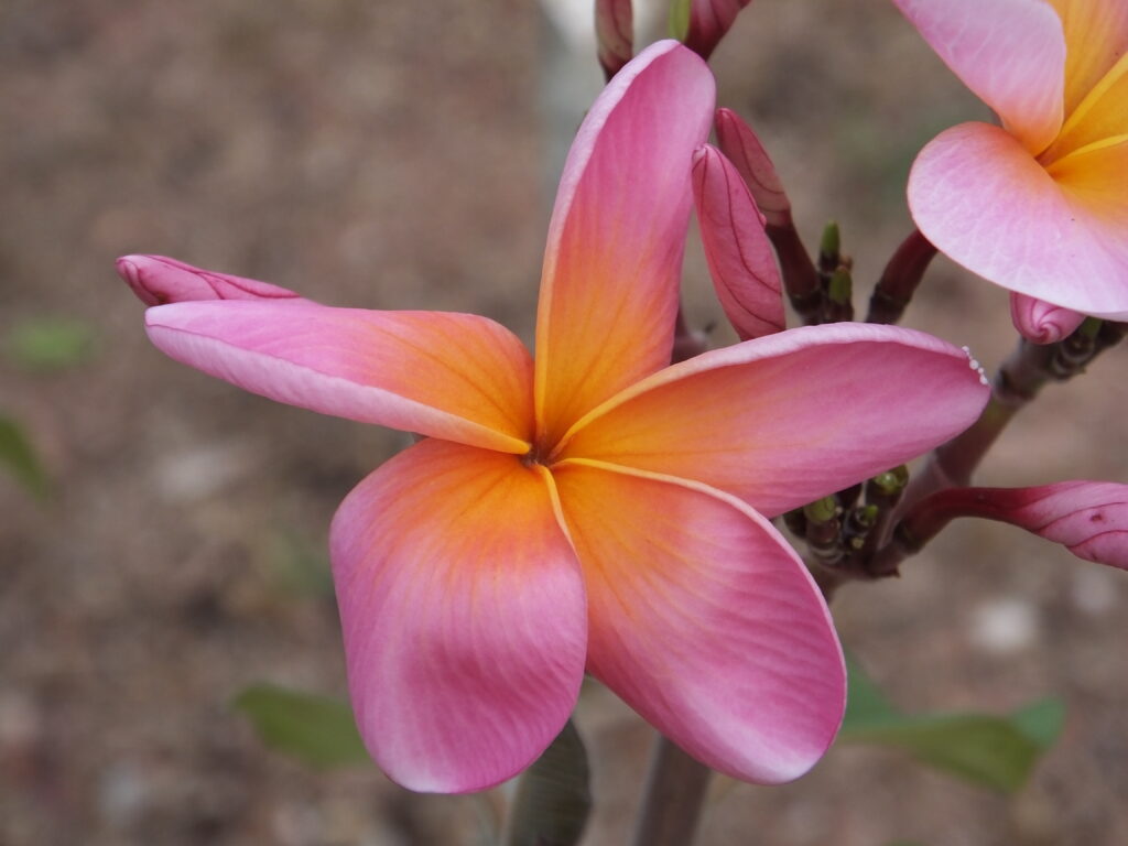Cosmic Pink plumeria photo