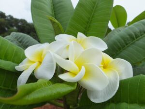 Cotton On plumeria