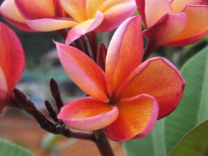 Daniel plumeria