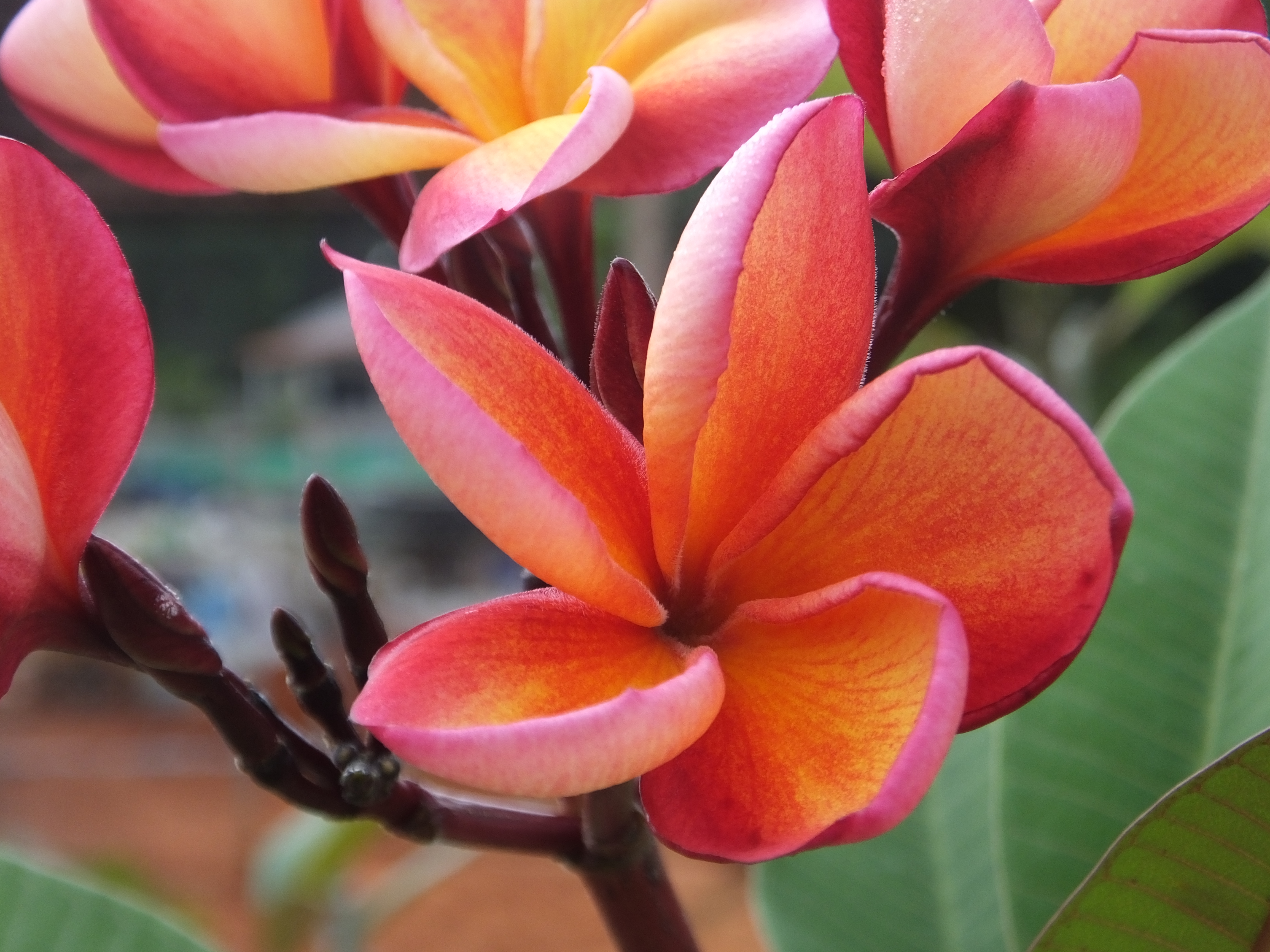 Daniel plumeria photo