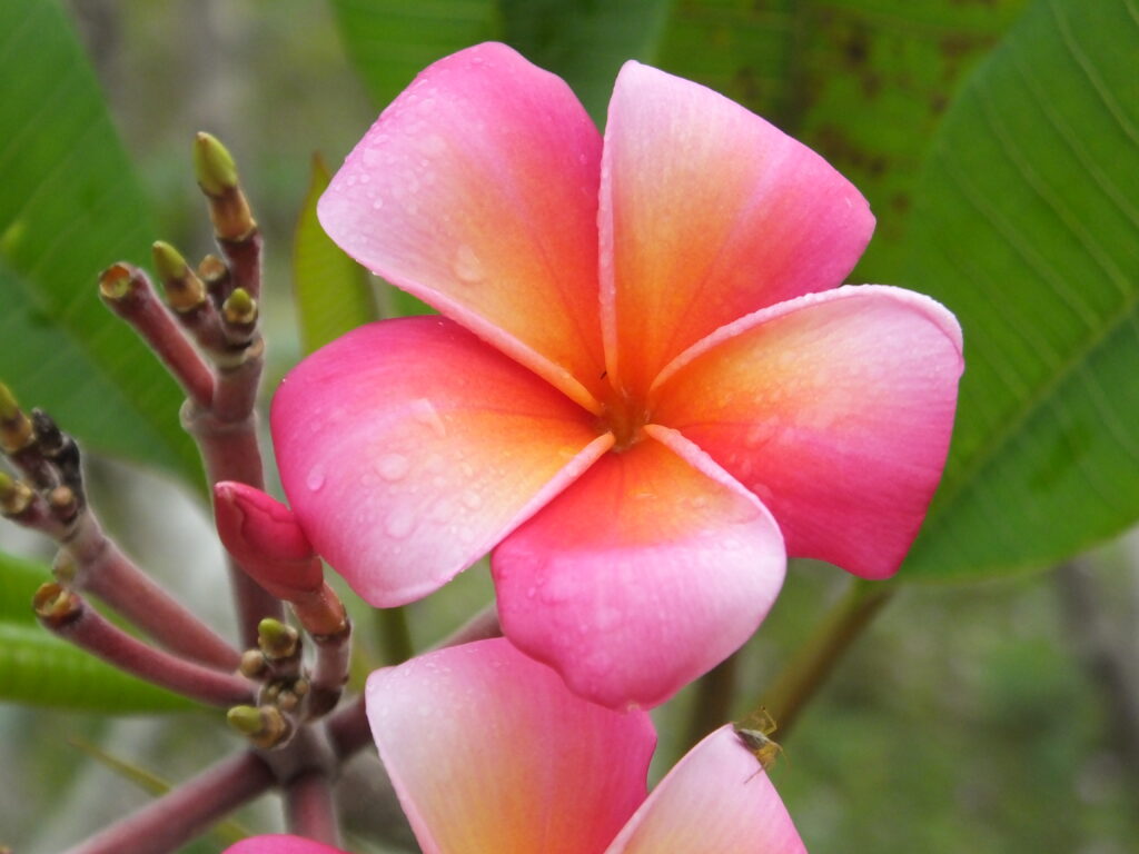 Disco plumeria photo