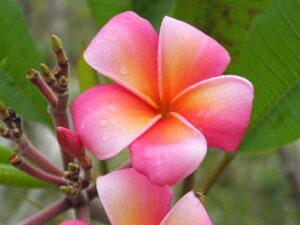 Disco plumeria
