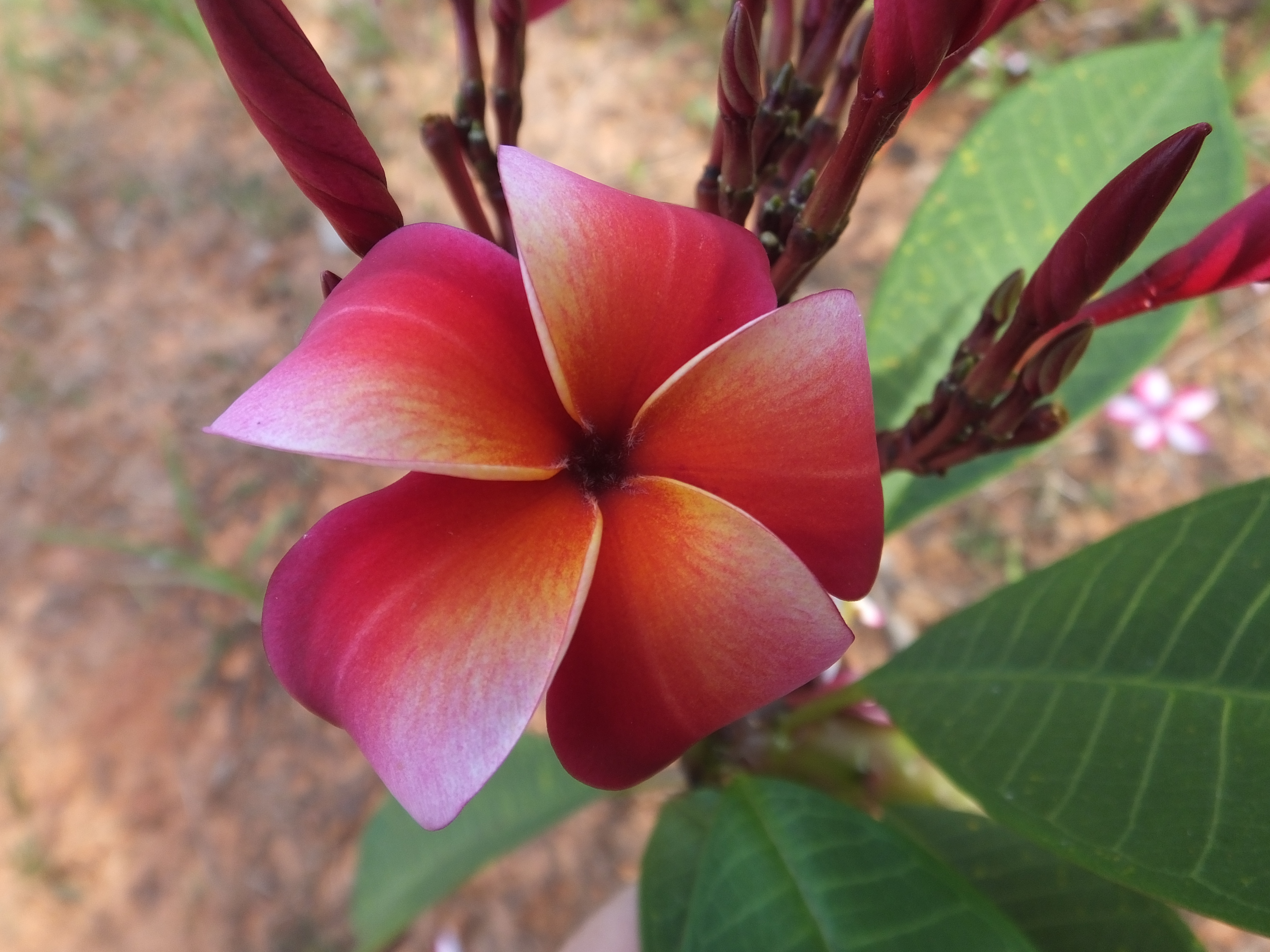 Dreaming plumeria photo