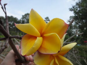 Eye Candy plumeria