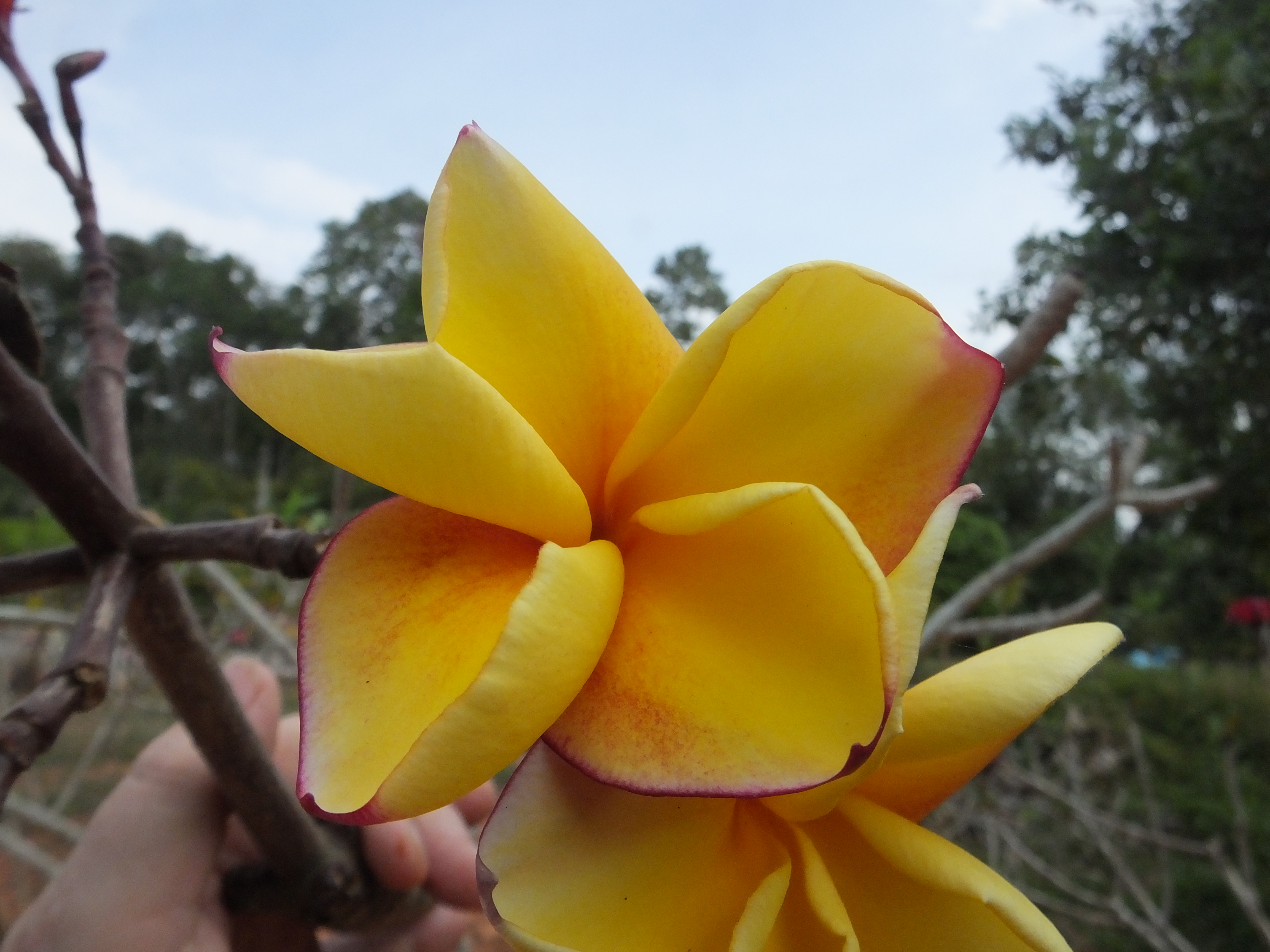 Eye Candy plumeria photo