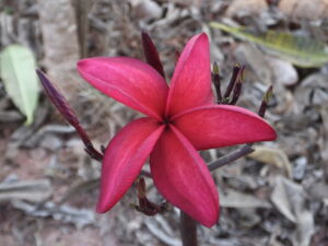 Fire Queen plumeria