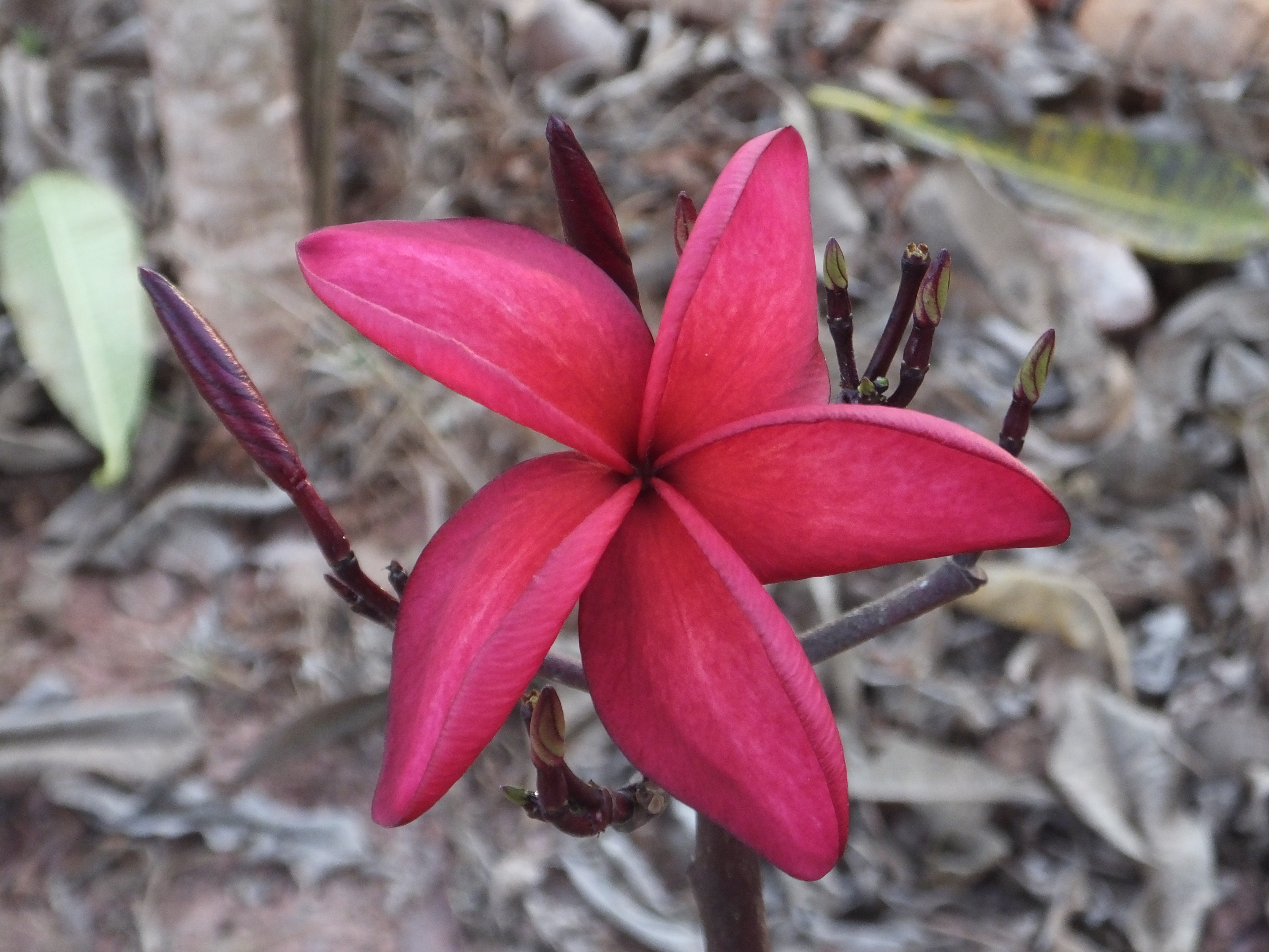 Fire Queen plumeria photo