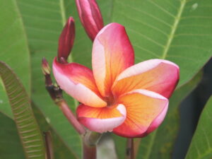 Flame Dancer plumeria