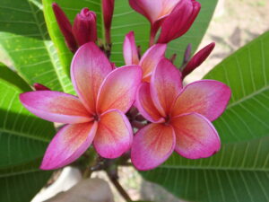 Flamingo Sun plumeria