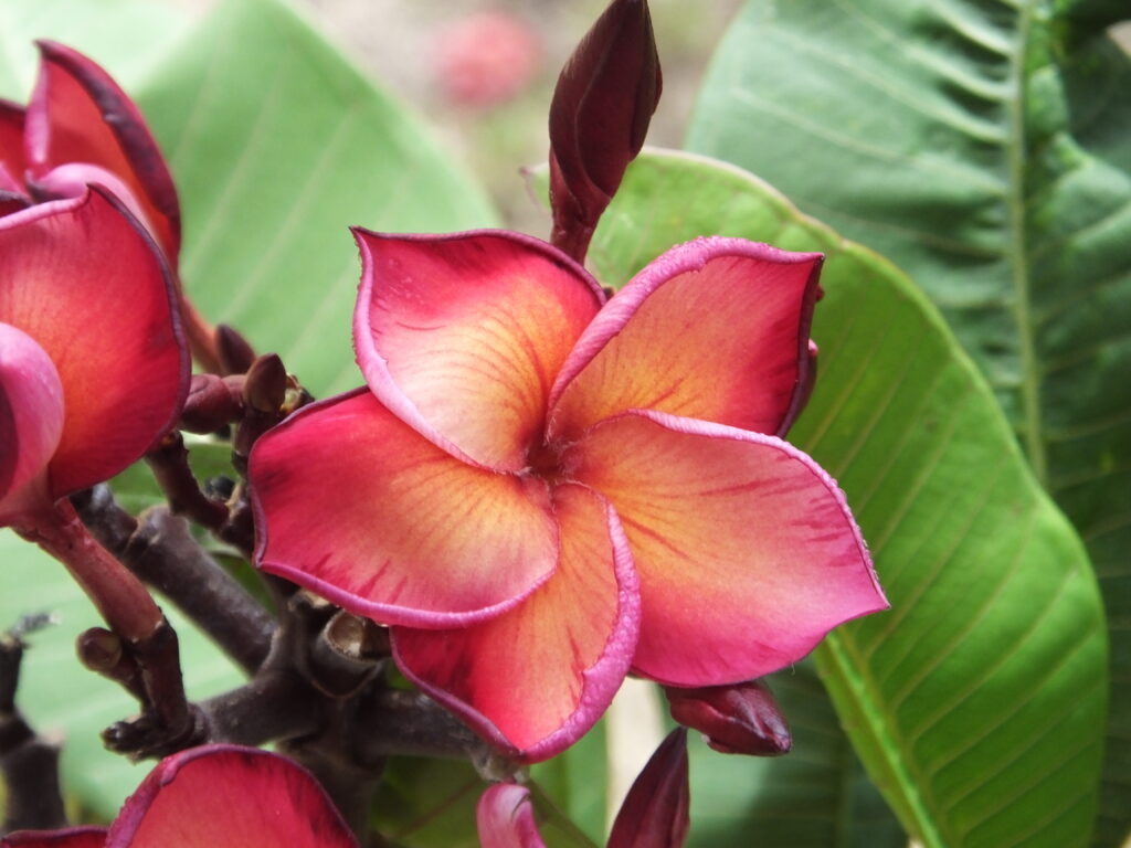 Fyr plumeria photo