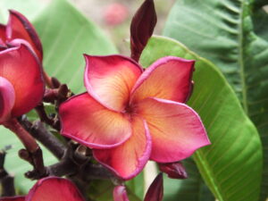Fyr plumeria