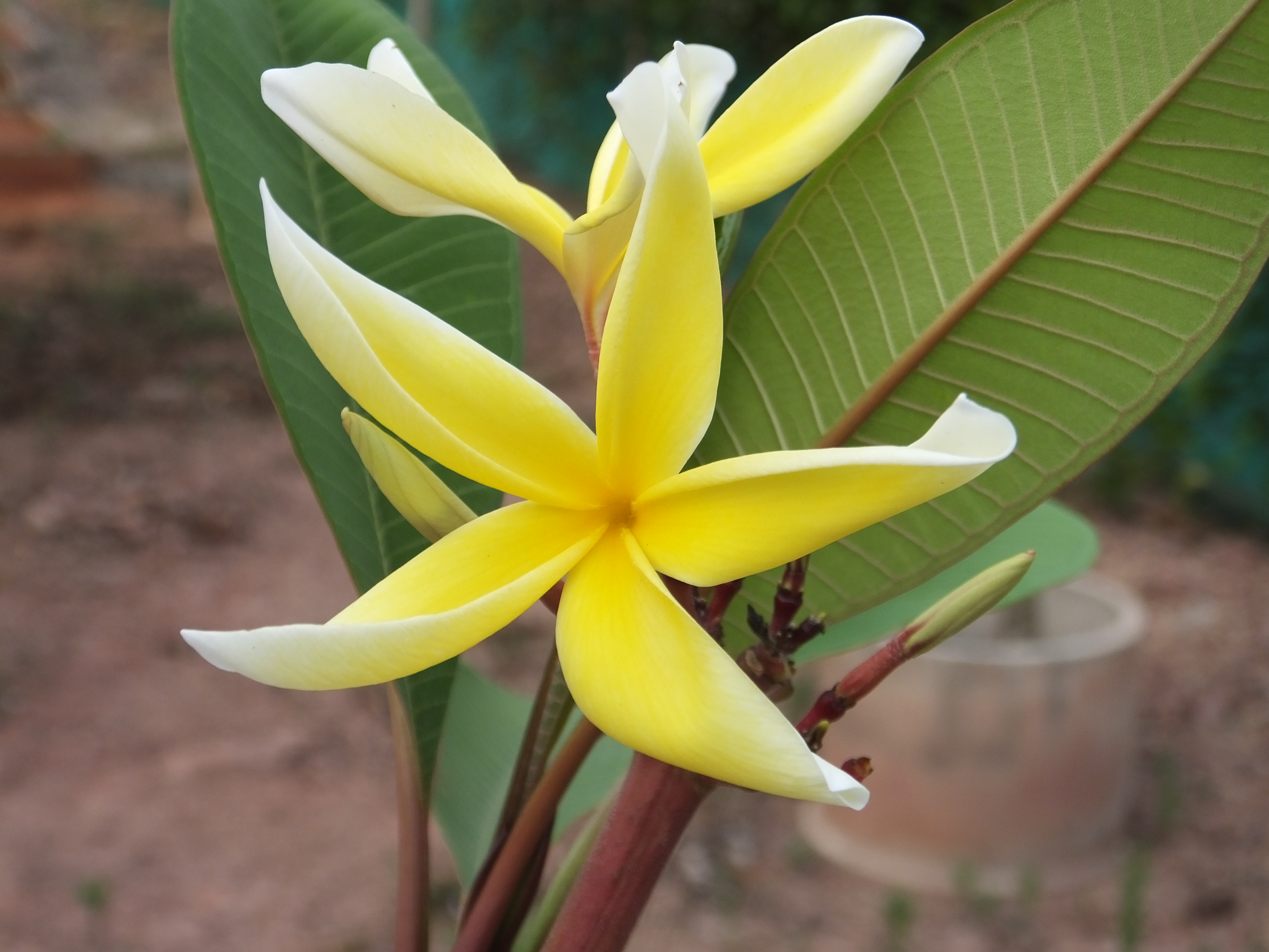 Golden Phoenix plumeria photo