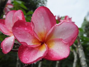 Golden Tempest plumeria