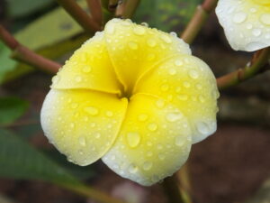 Harvest Moon plumeria