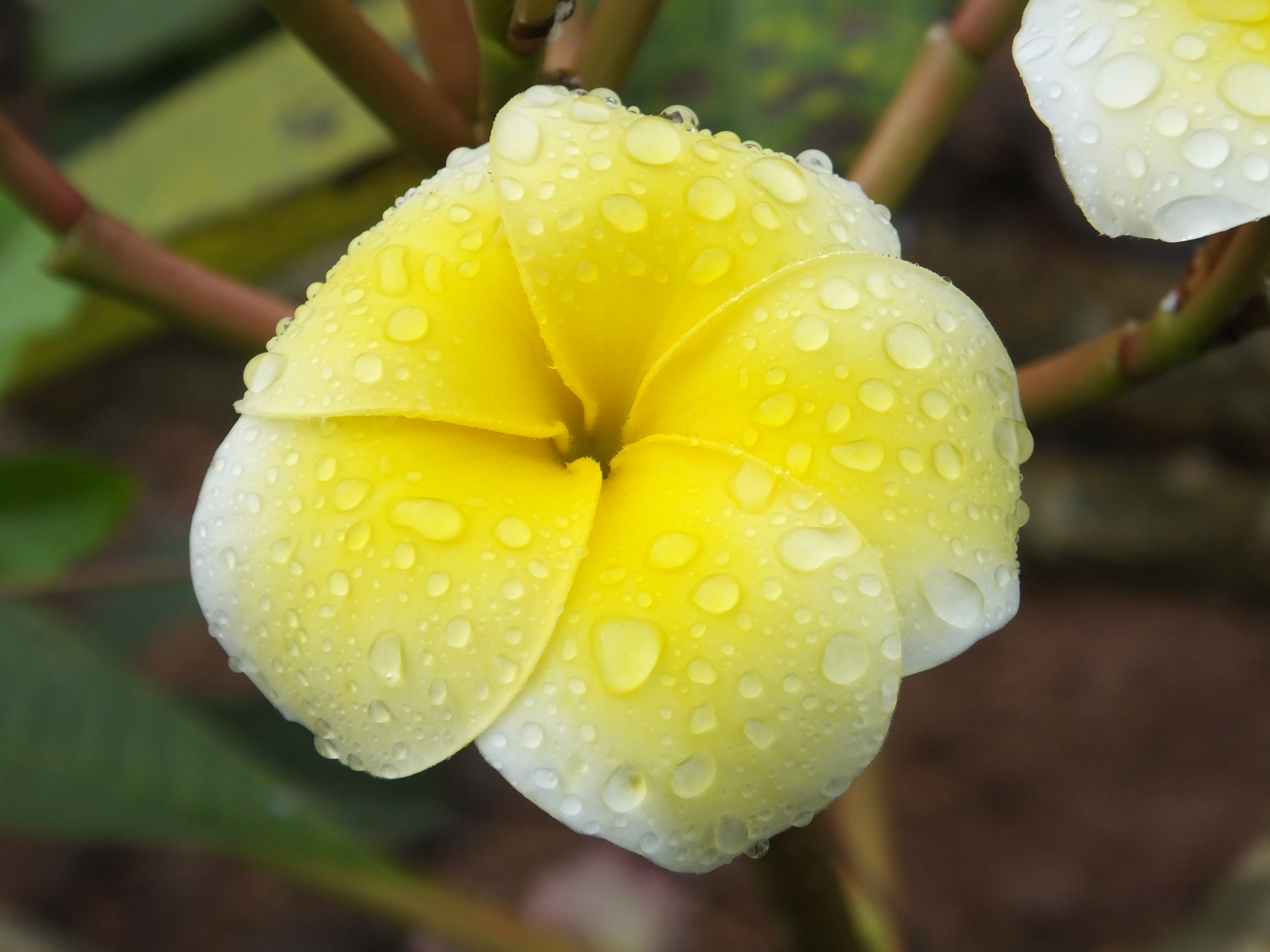 Harvest Moon plumeria photo