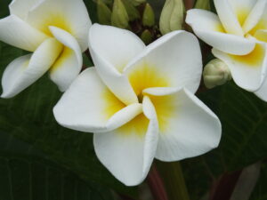 Heather plumeria