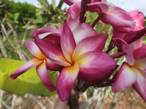 Kat plumeria