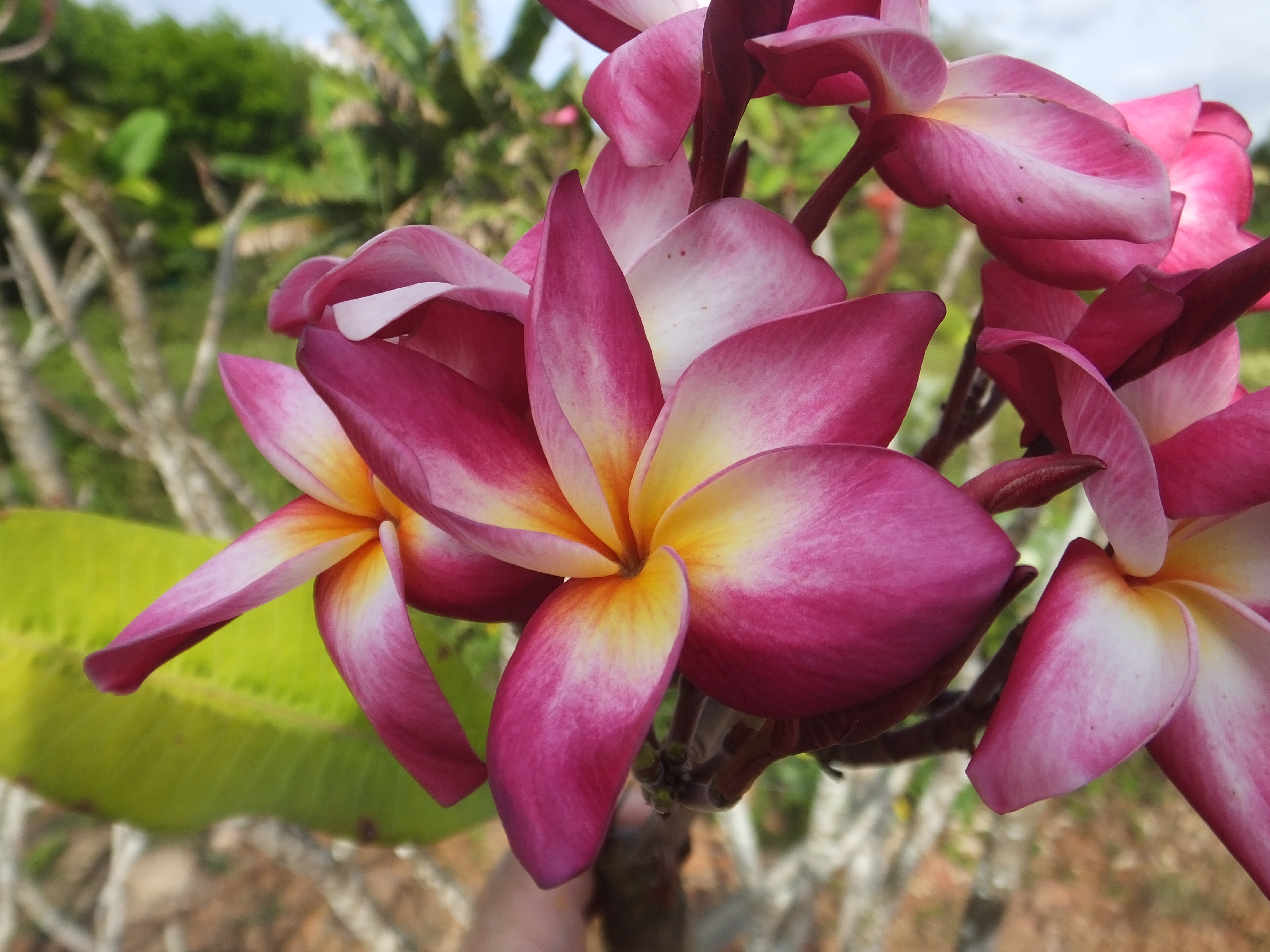 Kat plumeria photo