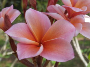 Kirana plumeria
