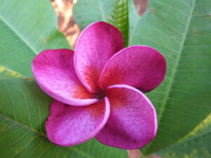 Lady Margot plumeria