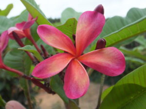 Lion Heart plumeria