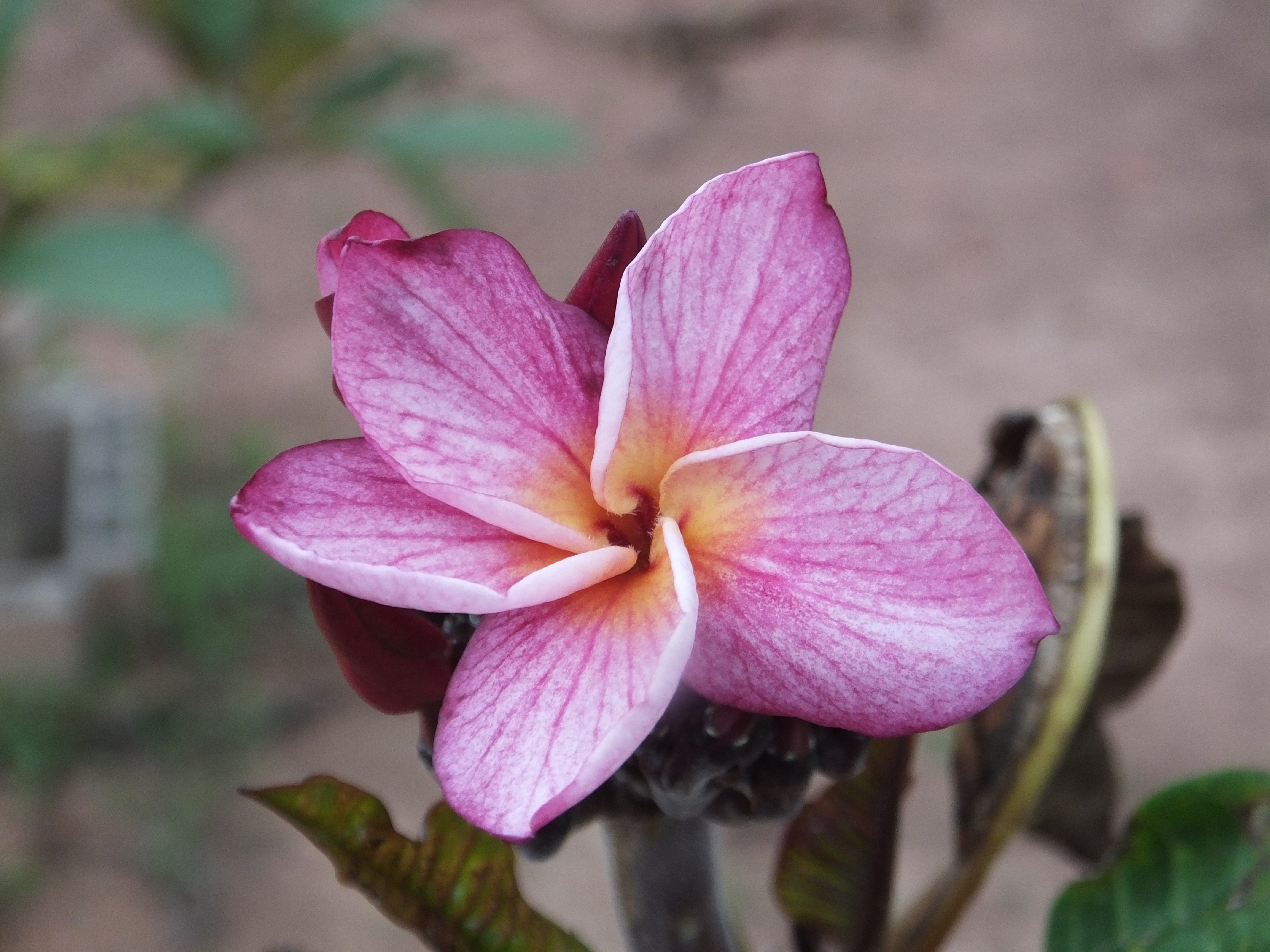 Magenta Lace plumeria photo