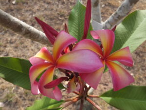Magic plumeria