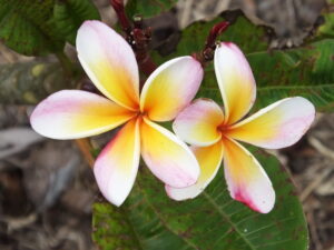 Morning Glory plumeria