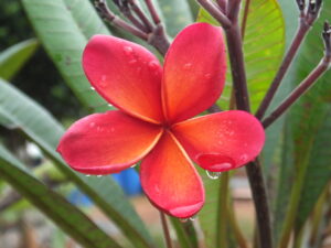 Muse plumeria