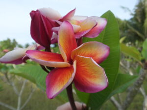 Mystic Aurora plumeria