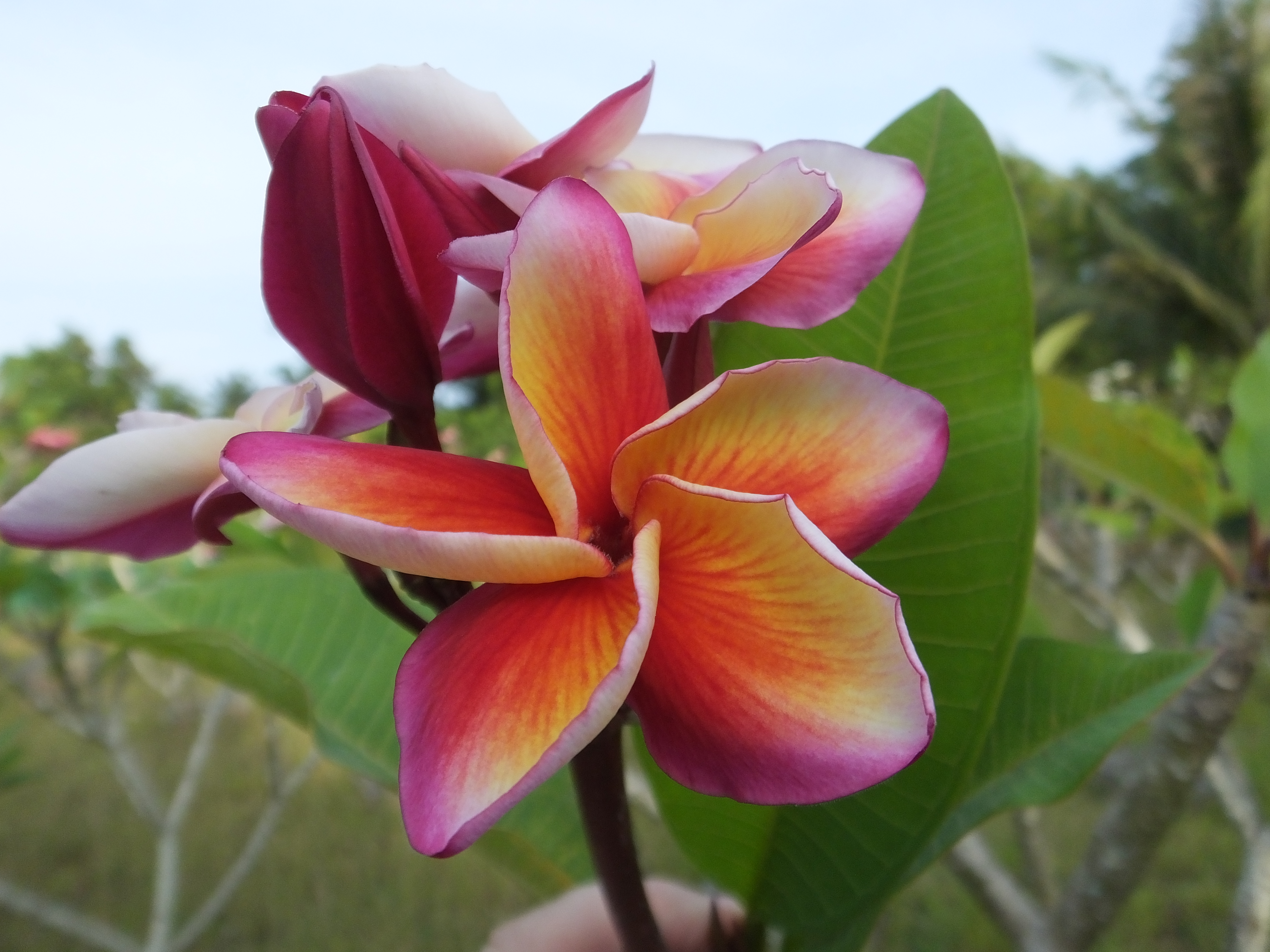 Mystic Aurora plumeria photo