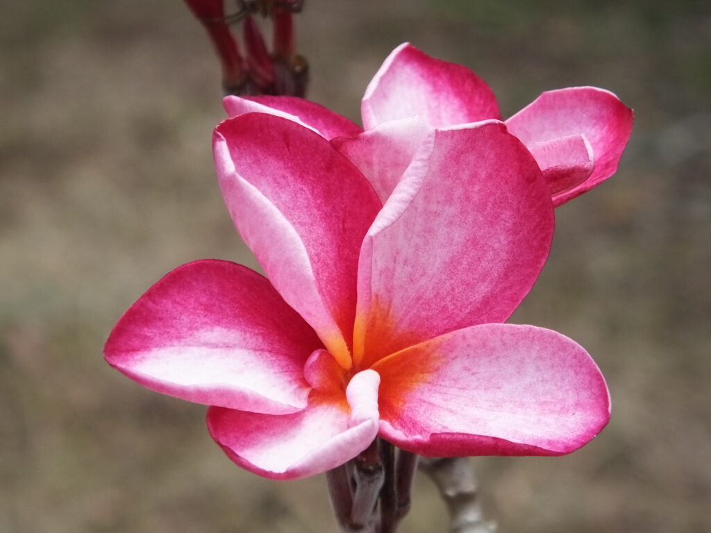 Oaxaca Blush plumeria photo
