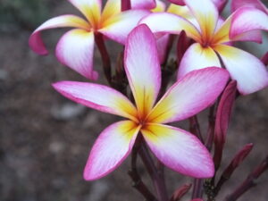 Opal Essence plumeria