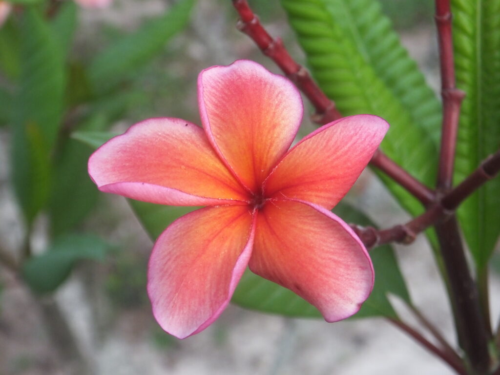 Orange Spice plumeria photo