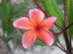 Orange Spice plumeria