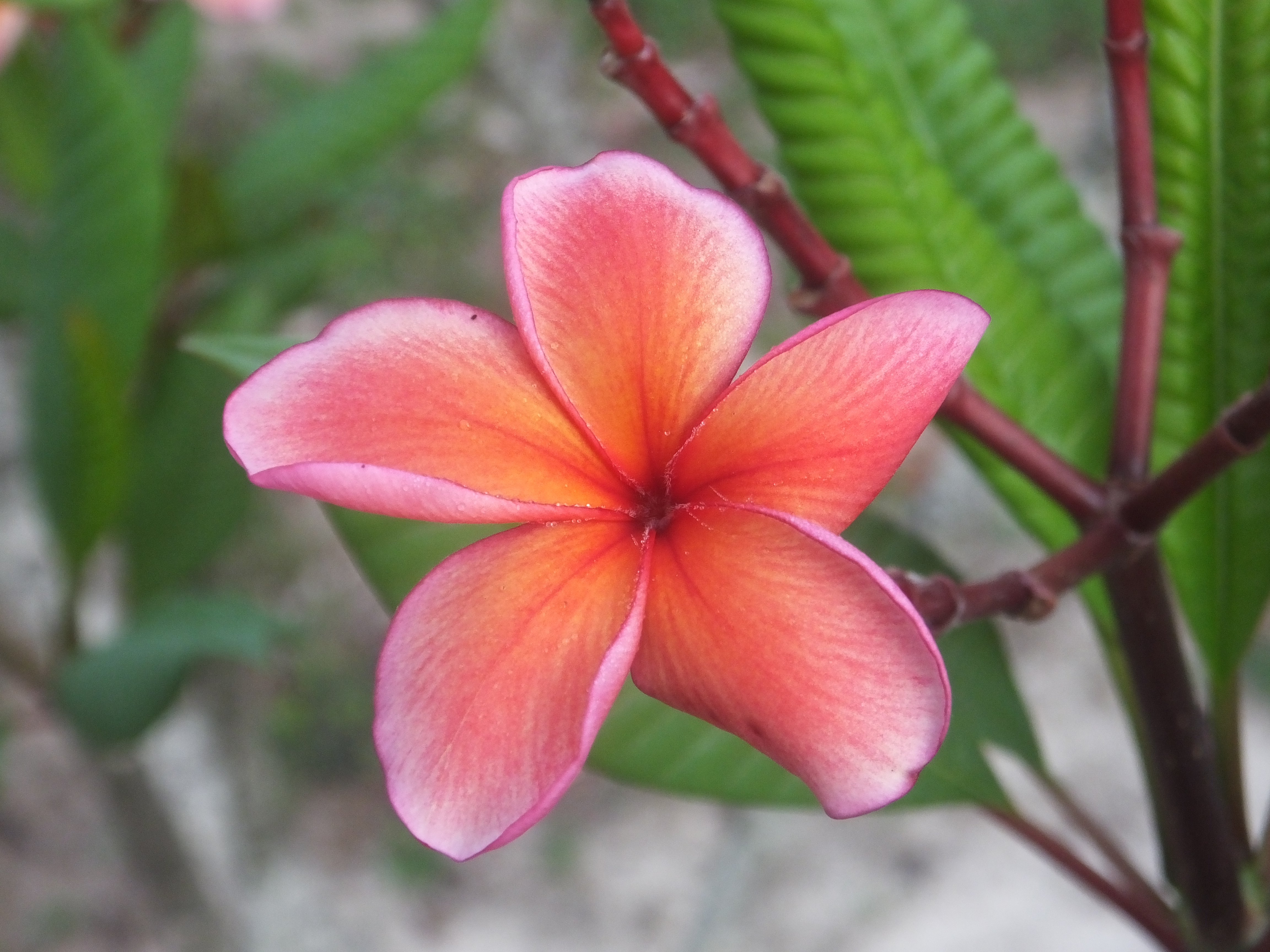 Orange Spice plumeria photo