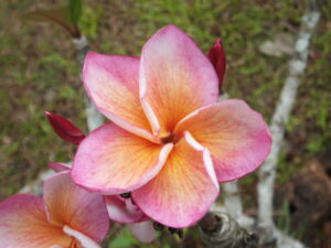 Penang Blush plumeria