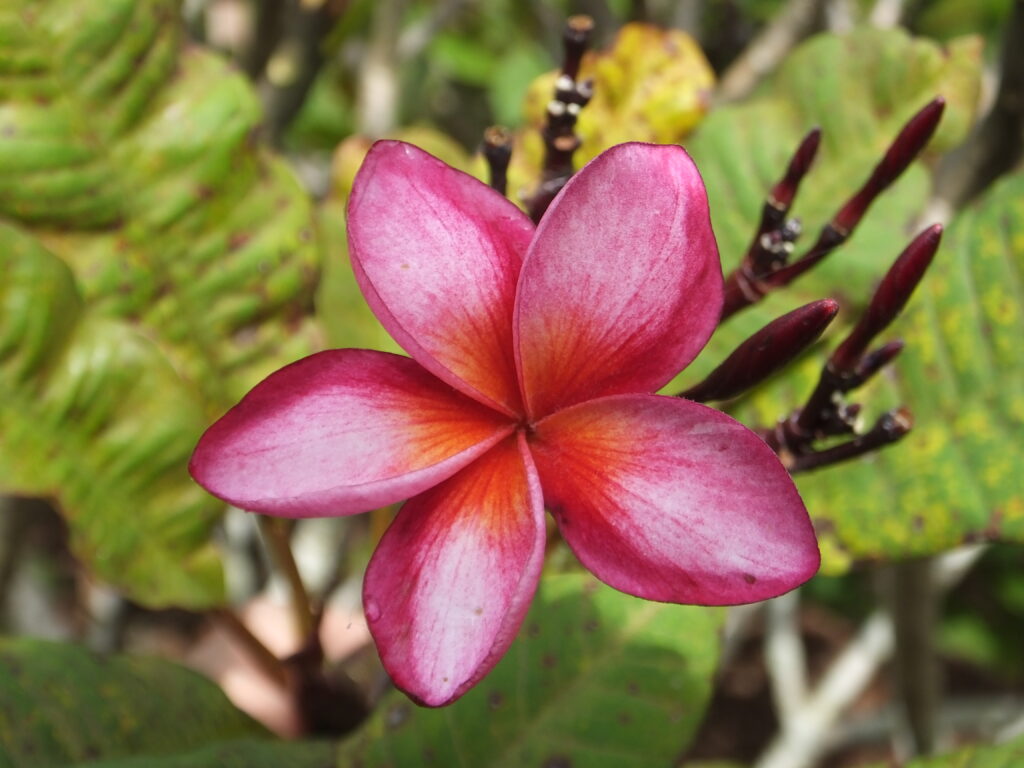 Phoenix Rose plumeria photo