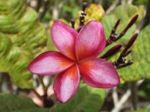 Phoenix Rose plumeria