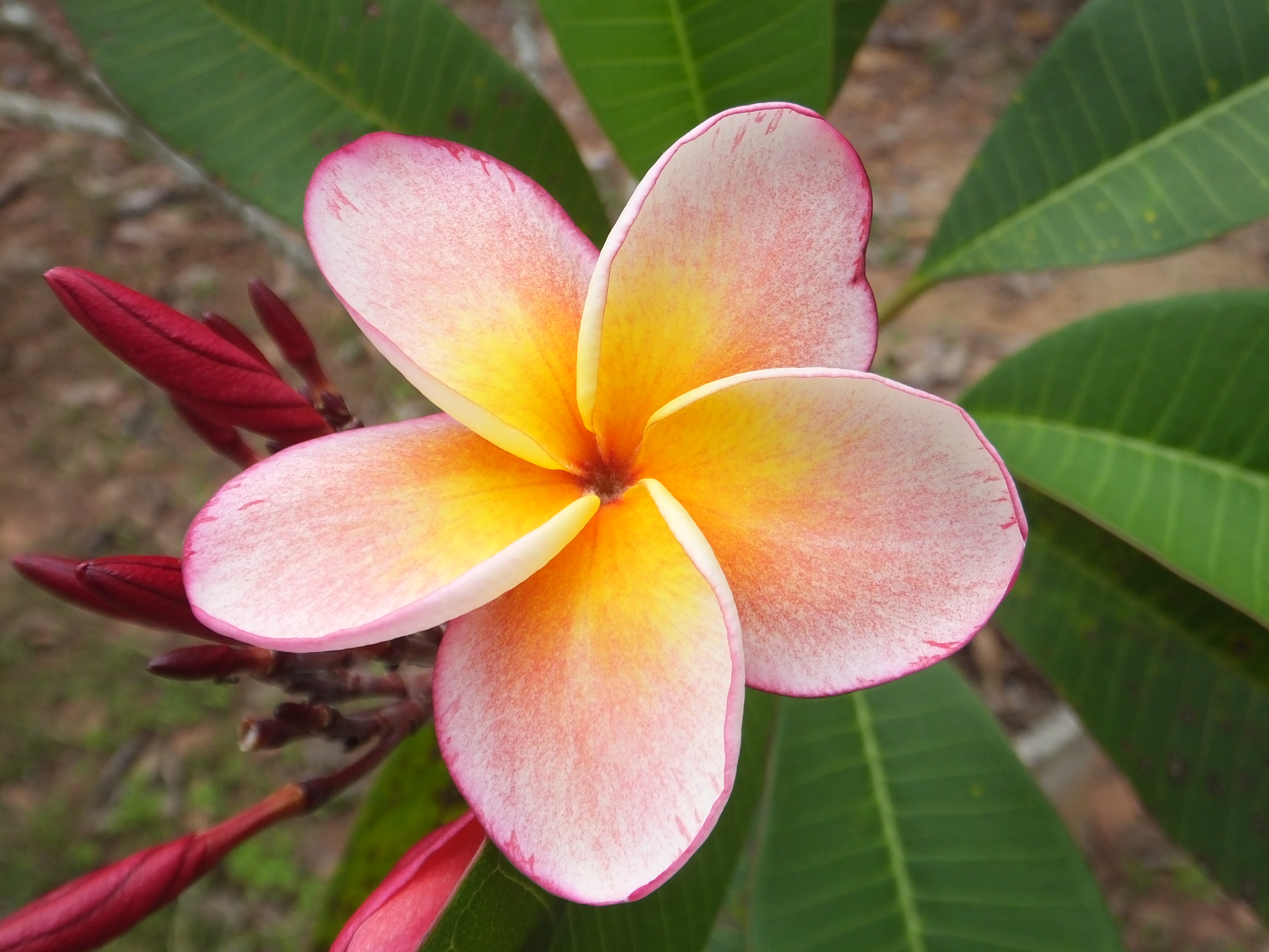 Pink Fizz plumeria photo