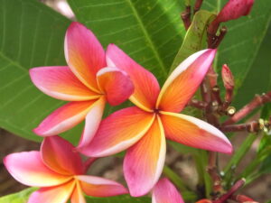 Pink Metal plumeria