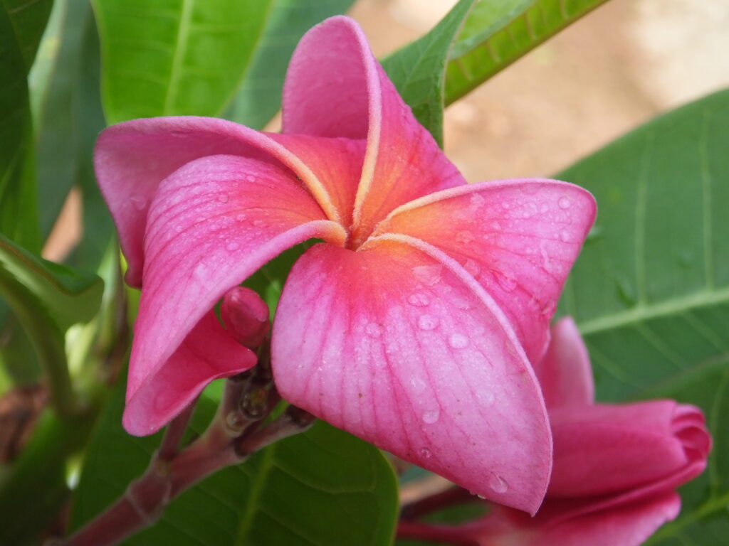Pink Panther plumeria photo