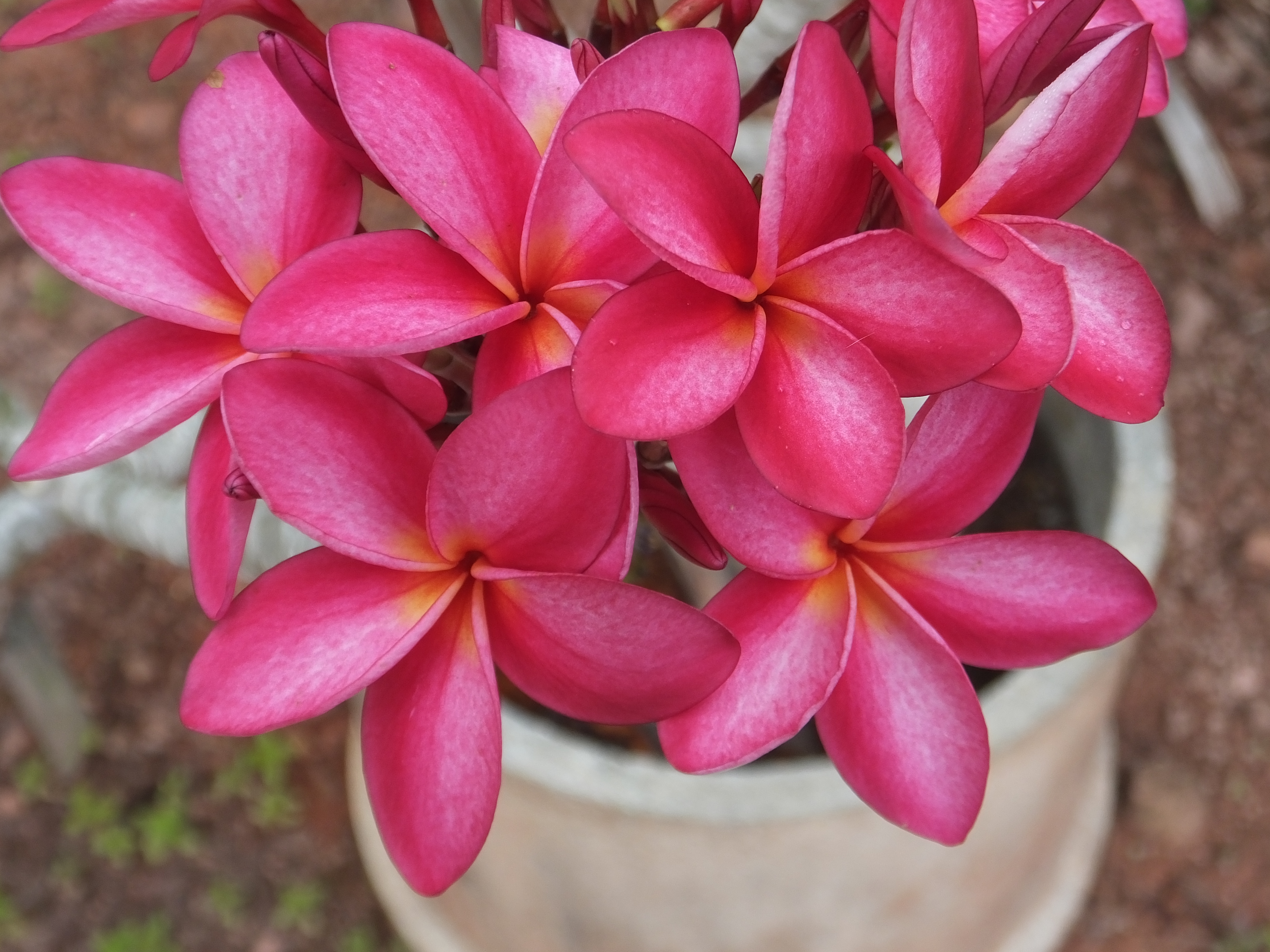 Pink Penzance plumeria photo