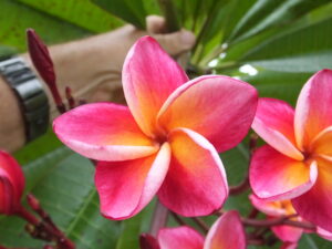 Prodigy plumeria