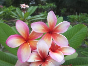 Promise plumeria