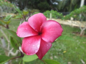 Quasar plumeria