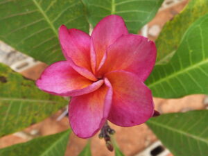 Radiance plumeria