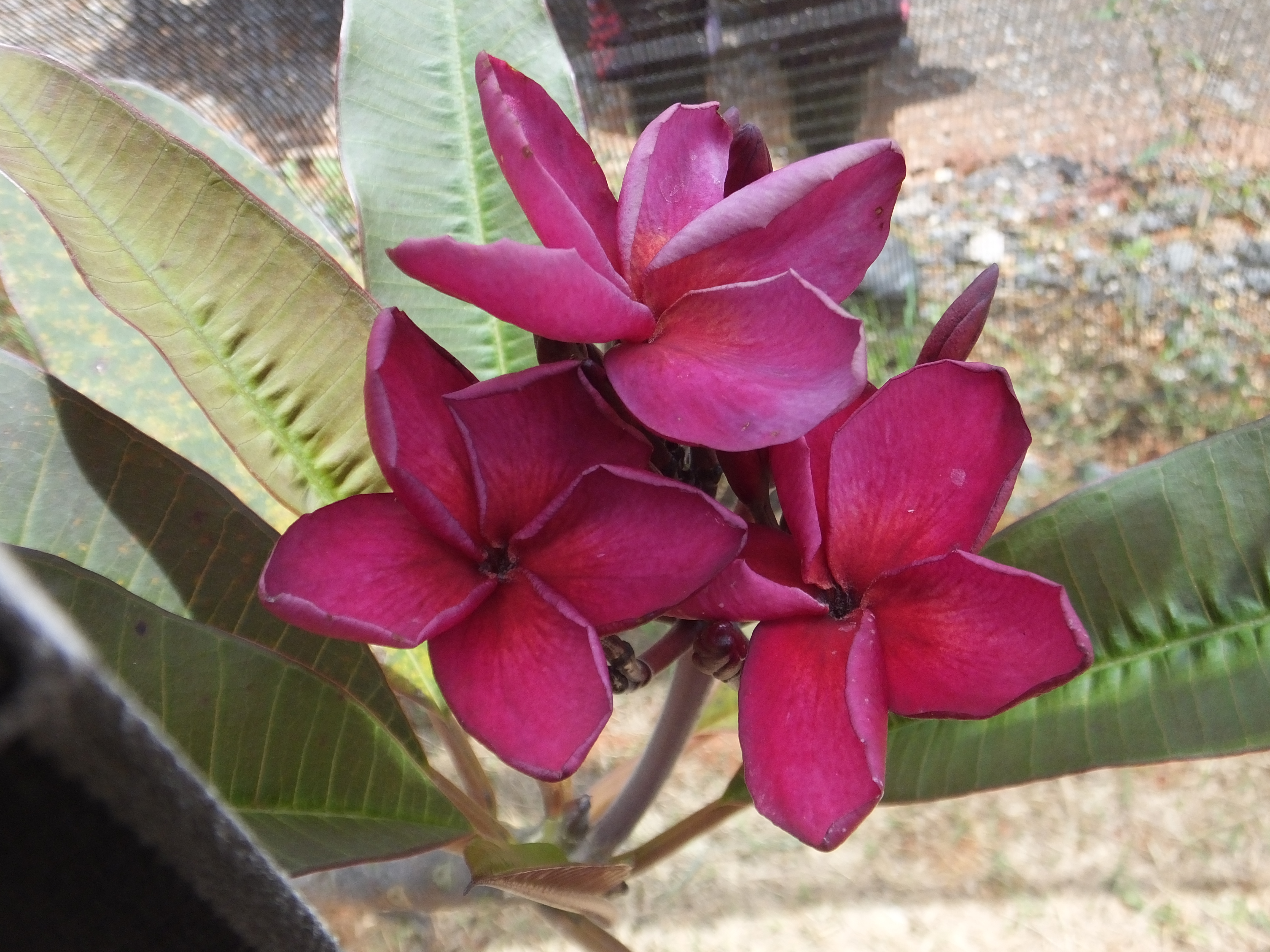 Rage plumeria photo