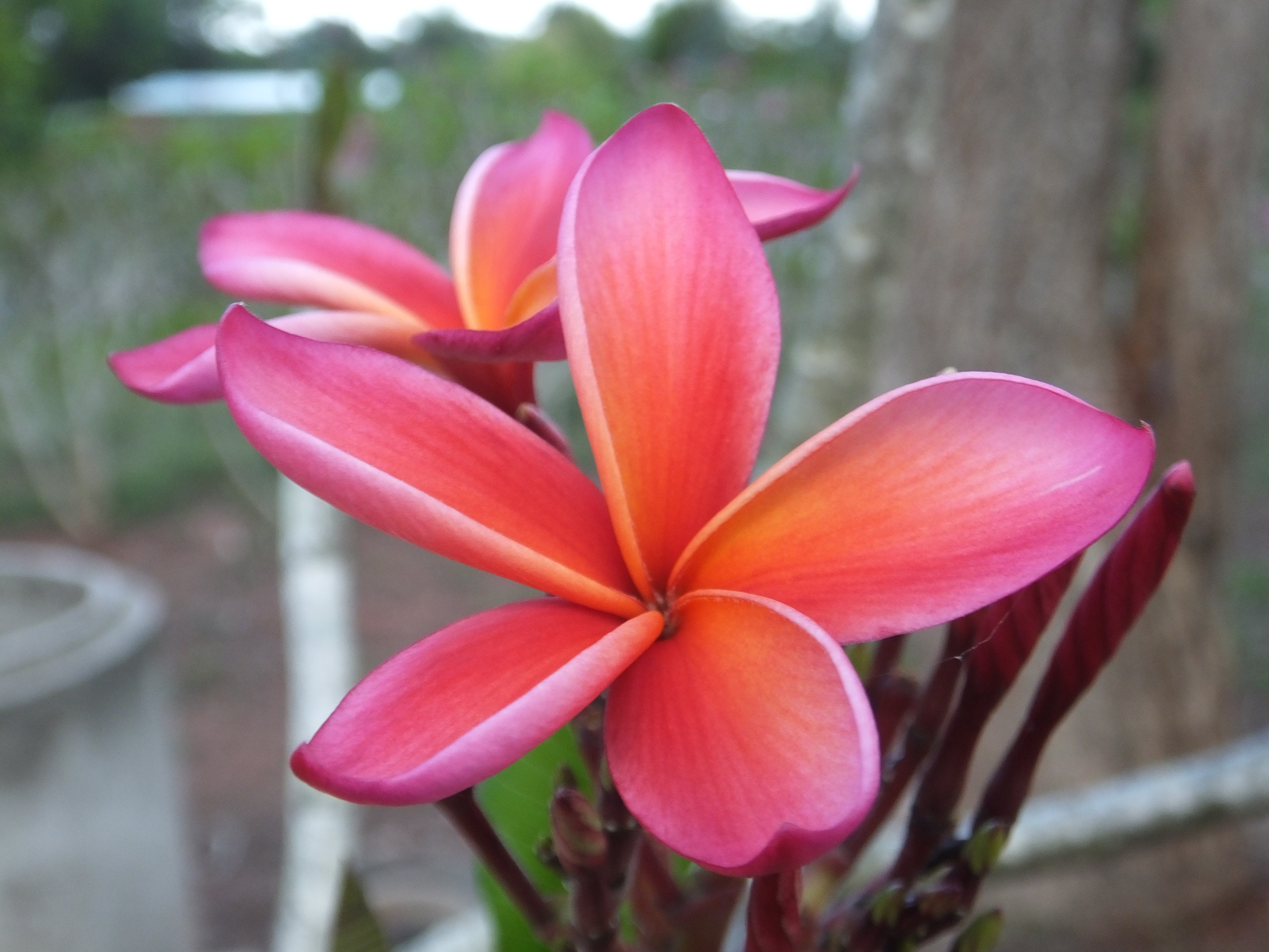 Ranga plumeria photo
